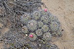 Copiapoa coquimbana alticostata cerv kvet PV2380 Freirina J Peru_Chile 2014_2949.jpg